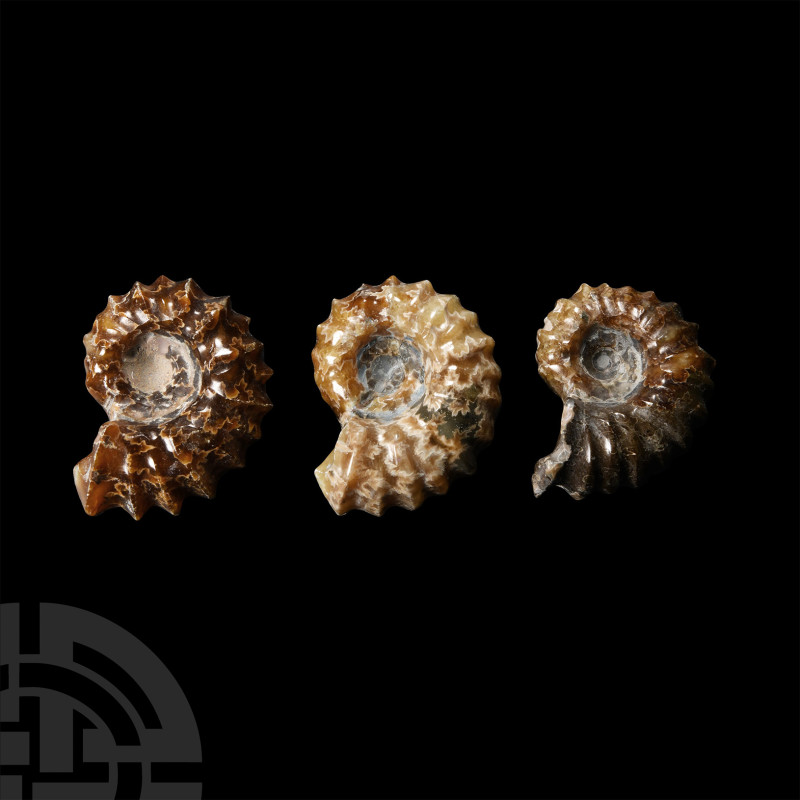 Natural History - Polished Douvilleiceras Fossil Ammonite Group
Middle Cretaceo...