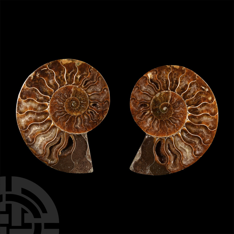 Natural History - Cut and Polished Fossil Ammonite Pair
Cretaceous Period, 145-...