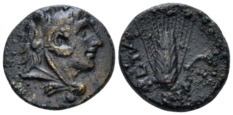 Lucania, Metapontum Bronze circa 300-250, Æ 14.00 mm., 2.31 g.
Head of Heracles...