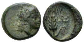 Lucania, Metapontum Bronze First quarter to mid III century