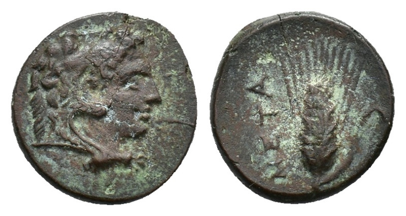 Southern Lucania, Metapontion, c. 300-250 BC. Æ (13mm, 2.40g). Head of Herakles ...