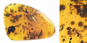 Burmese amber with insect; Cretaceous layer (> 66 million years). Ant with diptera. 0.66 g, 20 mm