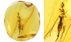 Burmese amber with insect; Cretaceous layer (> 66 million years). Scarce Plecoptera (Stonefly) 0.23 g, 13 mm