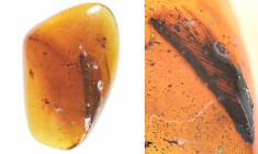 Burmese amber with insect; Cretaceous layer (> 66 million years). Rare bird feather. 0.39 g, 14 mm