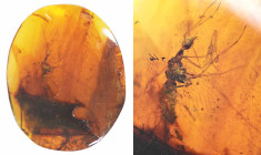 Burmese amber with insect; Cretaceous layer (> 66 million years). Rare Mantis fly. 0.42 g, 14 mm