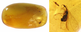 Burmese amber with insect; Cretaceous layer (> 66 million years). Neuroptera (Lacewing). 1.33 g, 25 mm