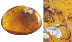 Burmese amber with insect; Cretaceous layer (> 66 million years). Rare partial scorpion with complete tail and stinger. 2.35 g, 30 mm