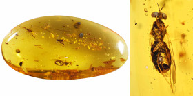 Burmese amber with insect; Cretaceous layer (> 66 million years). Brachycera (Fly) with super detailed eye facets. 1.38 g, 29 mm