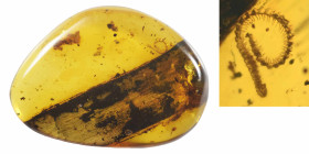 Burmese amber with insect; Cretaceous layer (> 66 million years). Millipede with blade of grass. 1.14 g, 24 mm