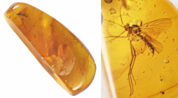 Burmese amber with insect; Cretaceous layer (> 66 million years). Detailed Fungus Gnat. 1.28 g, 26 mm