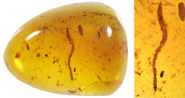 Burmese amber with insect; Cretaceous layer (> 66 million years). Milipede. 0.61 g, 17 mm