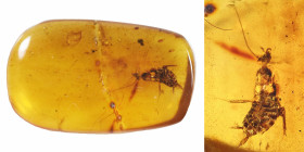 Burmese amber with insect; Cretaceous layer (> 66 million years). Cockroach. 0.69 g, 18 mm