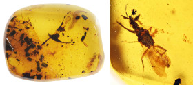 Burmese amber with insect; Cretaceous layer (> 66 million years). Scarce Enicocephalidae (Gnat bug). 0.74 g, 18 mm