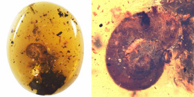 Burmese amber with insect; Cretaceous layer (> 66 million years). Rare Gastropoda (Land snail). 0.52 g, 18 mm