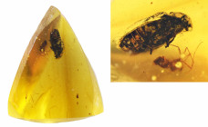 Burmese amber with insect; Cretaceous layer (> 66 million years). Beetle with diptera. 0.24 g, 10 mm