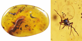 Burmese amber with insect; Cretaceous layer (> 66 million years). Spider with water bubble in abdomen. 2.51 g, 33 mm