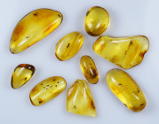 A group of nine pieces of Baltic amber; Eocene layer (56 to 33.9 million years). All containing various insects together with other inclusions.