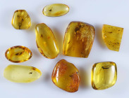 A group of nine pieces of Baltic amber; Eocene layer (56 to 33.9 million years). All containing various insects together with other inclusions.