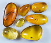 A group of seven pieces of Dominican amber; Oligocene layer (33.9-23 million years). All containing various insects together with other inclusions.