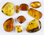 A group of nine pieces of Burmese amber; Cretaceous layer (> 66 million years). All containing various insects together with other inclusions.