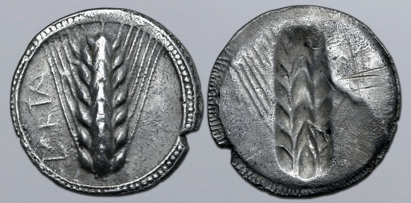 Lucania, Metapontion AR Stater. Circa 540-510 BC. Ear of barley with seven grain...