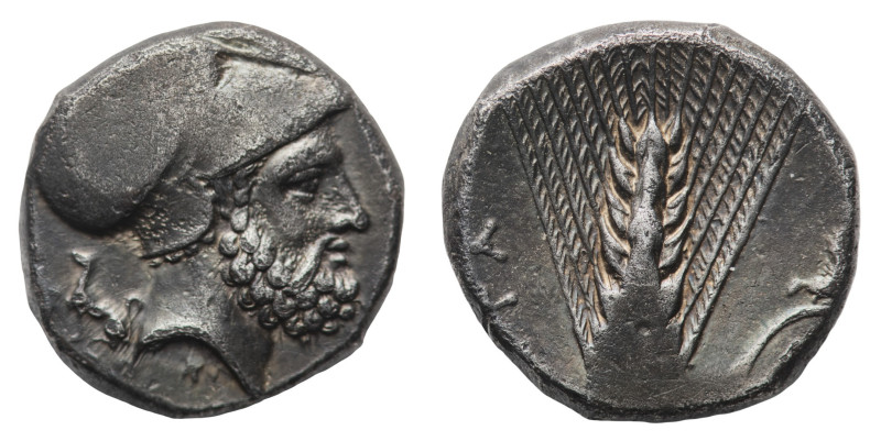 Metapontium - Stater circa 340-330 BC - Obverse: Head of Leukippos right, wearin...