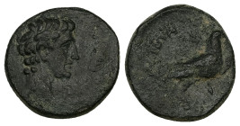 Phrygia, Amorium. Augustus, 27 BC-AD 14. AE. 5.94 g. 19.64 mm.
Obv: Bare head of Augustus, right.
Rev: Eagle with caduceus standing, right, on uncerta...