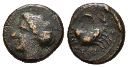 Magna Grecia. Bruttium. Terina (350-275 a.C.). AE (3,83 g - 15,34 mm). Testa di ninfa a sinistra - Granchio, crescente tra le chele, in basso la legen...