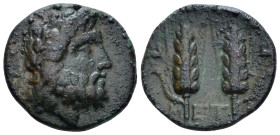 Lucania, Metapontum Bronze First quarter III to mid III century BC