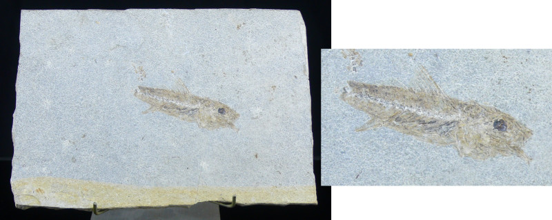 Plaque calcaire avec fossile de poisson - Eocène
Très belle plaque (155*110 mm)...