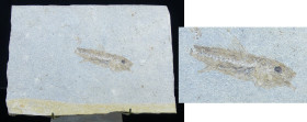Plaque calcaire avec fossile de poisson - Eocène
Très belle plaque (155*110 mm) calcaire avec un fossile de poissons (Diplomystus) de 60 mm de longue...