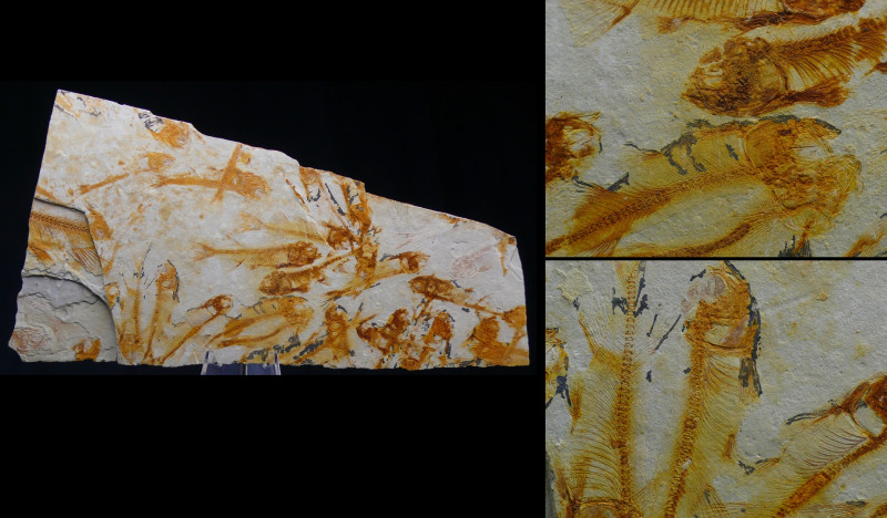 Fin du Jurassic / Début du Crétacé - Fossile de Lycoptera - 150 / 140 millions d...