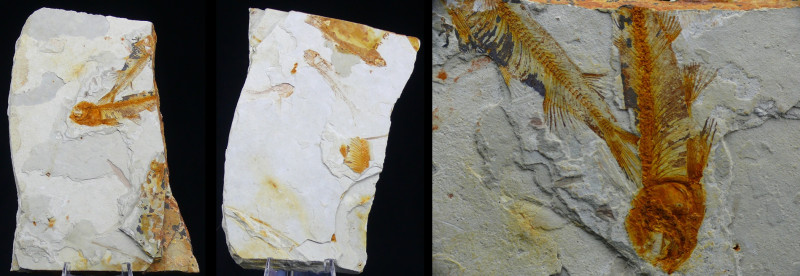 Fin du Jurassic / Début du Crétacé - Fossile de Lycoptera - 150 / 140 millions d...
