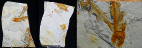 Fin du Jurassic / Début du Crétacé - Fossile de Lycoptera - 150 / 140 millions d'années
Plaque calcaire contenant 5 poissons fossilisés type Lycopter...