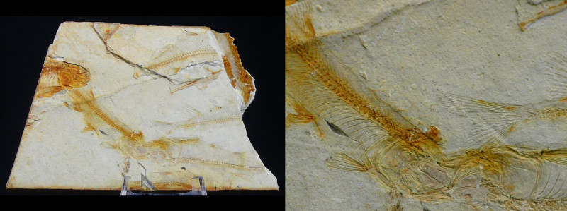 Fin du Jurassic / Début du Crétacé - Fossile de Lycoptera - 150 / 140 millions d...