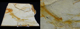 Fin du Jurassic / Début du Crétacé - Fossile de Lycoptera - 150 / 140 millions d'années
Plaque calcaire contenant au moins 4 poissons fossilisés type...