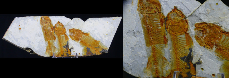 Fin du Jurassic / Début du Crétacé - Fossile de Lycoptera - 150 / 140 millions d...