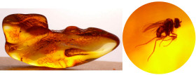 Baltique - Bloc d'ambre avec inclusion d'insectes - 40 millions d'année
Bloc d'ambre avec 1 insecte complet et de nombreuses traces d'autres insectes...