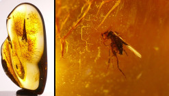 Baltique - Bloc d'ambre avec inclusion d'insectes - 40 millions d'année
Bloc d'ambre 1 insecte complet. Dimensions : 45*22 mm. Poids : 6.21 gr.