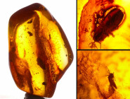 Baltique - Bloc d'ambre avec inclusion d'insectes - 40 millions d'année
Bloc d'ambre avec insecte et 1 colléomptaire complets. Dimensions : 35*25 mm....