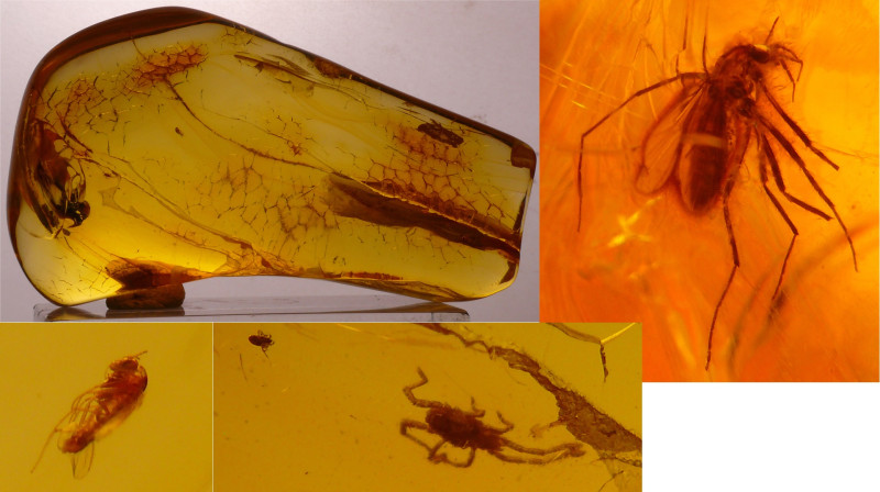 Baltique - Bloc d'ambre avec inclusion d'insectes - 40 millions d'année
Bloc d'...