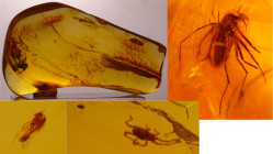 Baltique - Bloc d'ambre avec inclusion d'insectes - 40 millions d'année
Bloc d'ambre avec 2 insectes complets (moustiques) et une araignée. Dimension...