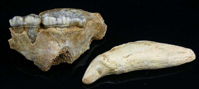 Dent supérieure et 2 molaires inférieures d'ours des cavernes (Isére 38) - Pléis...
