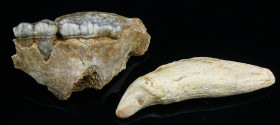 Dent supérieure et 2 molaires inférieures d'ours des cavernes (Isére 38) - Pléistocène (30.000 ans)
Lot composé d'une dent supérieure et de 2 molaire...