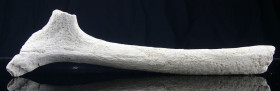 Paléolithique - Pioche en bois de renne
Pioche en bois de renne servant à dégager les silex. 230 mm