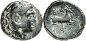 MAKEDONIEN. 
KÖNIGREICH. 
Philippos V. 221-179 v. Chr. AE-Tetrachalkon 20/19mm (188/179 v.Chr.) 8,23g. Herakleskopf n.r. / BA - F Ziegenpaar lagert ...