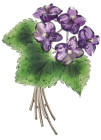 Broschen
 Blütenbrosche Veilchen, 750 Weißgold, 5 Diamanten zus. ca. 0,3 ct, geschliffener Amethyst und Nephrit, 46,5 g.

Flower brooch violet, 750...