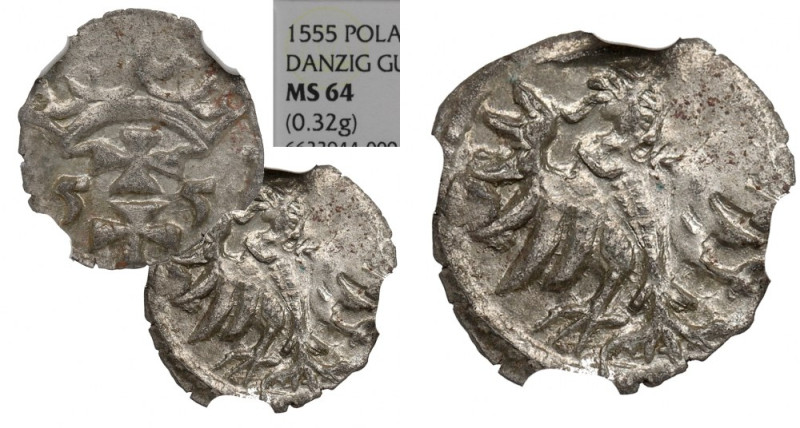 Sigismund II Augustus, Denarius 1555, Danzig - NGC MS64 Piękny, menniczy egzempl...