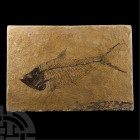 Natural History - Fossil Diplomystus Fish Plate