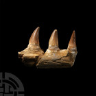 Natural History - Mosasaur Fossil Jaw Section